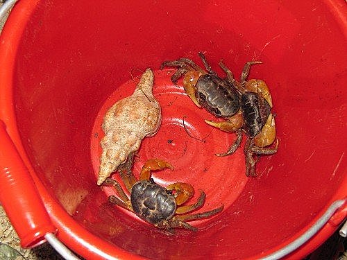 51nQwNWaRq4ml0Sgtx5cwg[1]