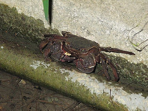 UWmeKlYn37JbSSpsus7.eg[1]