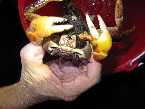 WAppueviEUjzqeVPTvL5Ug[1]