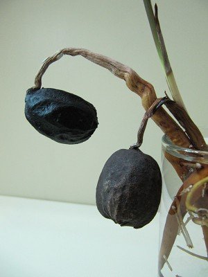 PmiYTRREFWV4YU3VIiHP4A[1]