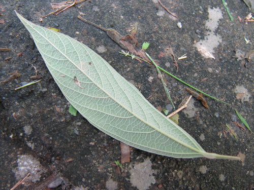 .9cKafoQOogvph3.bZyySA[1]