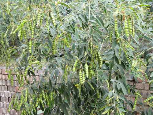 fC4NidEiX6zTIWlezMooEA[1]