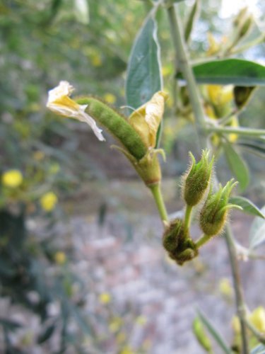 HkH_vUfhFyysOM13XSXrqA[1]