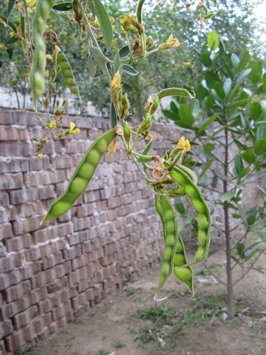 FHc1vIBr2UxY9hHCDEWfJg[1]