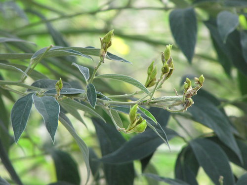 JztSH6A4fngZXLtbpdKzLA[1]