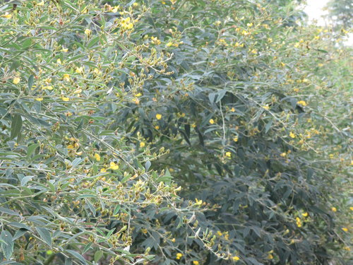 MCoGeWFeTRsF.OJ0SrFasQ[1]