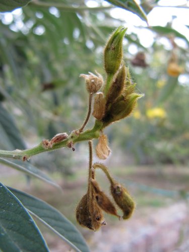 rvVcLegWpOkHLgRLZM2ltg[1]