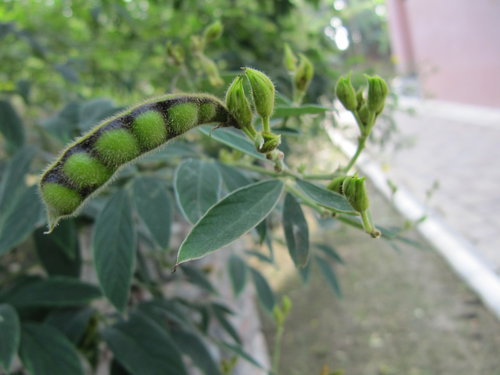 yDH7yaxrSl9i1aCSFNZjyg[1]