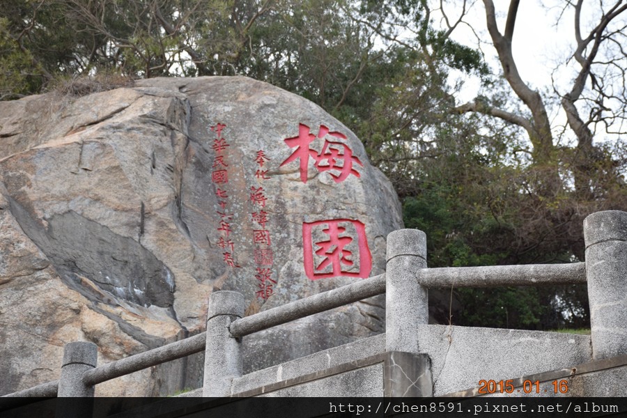 金門太武山上的梅花