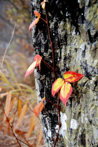 DSC_4502.JPG DSC_4502.JPG