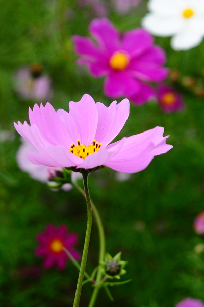 DSC_6537.JPG DSC_6537.JPG