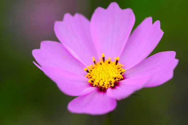 DSC_6550.JPG DSC_6550.JPG