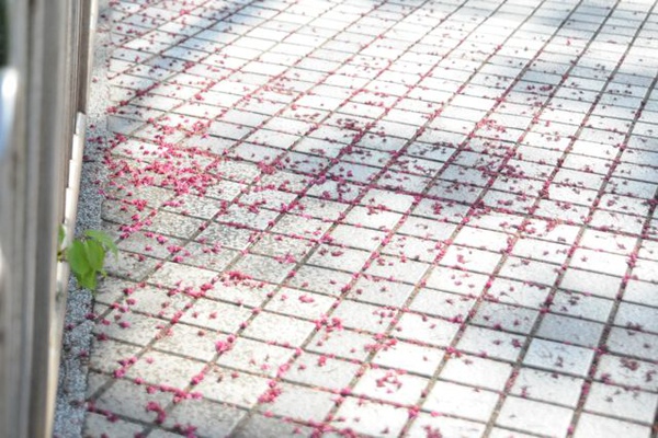 DSC_7343.jpg DSC_7343.jpg