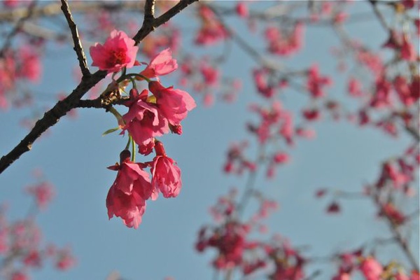 DSC_7398.jpg DSC_7398.jpg