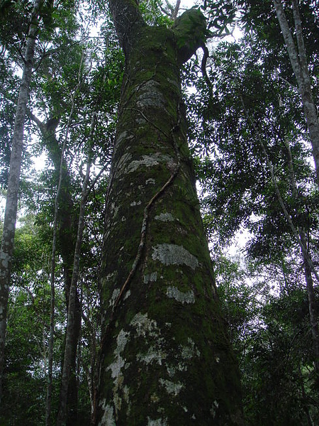 拳頭姆4.jpg 拳頭姆4.jpg