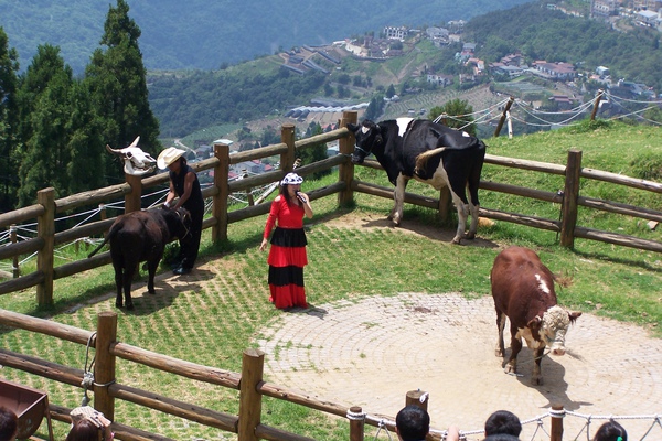 三義、清境之旅23