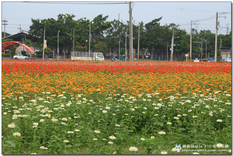 高雄景點┃橋頭花田喜事高雄:時效限定,逾時不候 (文末有橋頭必吃美食) - 第40張圖