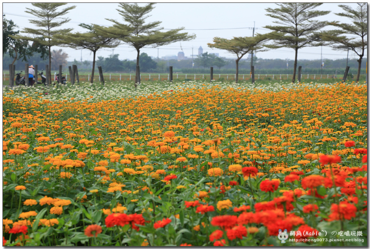 高雄景點┃橋頭花田喜事高雄:時效限定,逾時不候 (文末有橋頭必吃美食) - 第41張圖