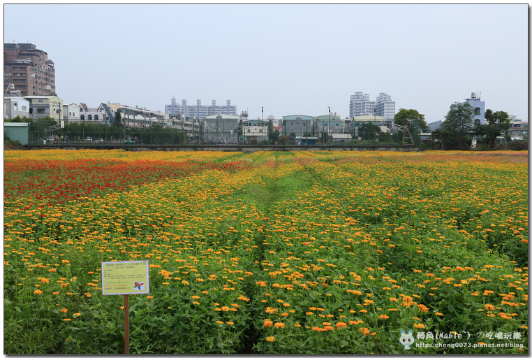 高雄景點┃橋頭花田喜事高雄:時效限定,逾時不候 (文末有橋頭必吃美食) - 第42張圖