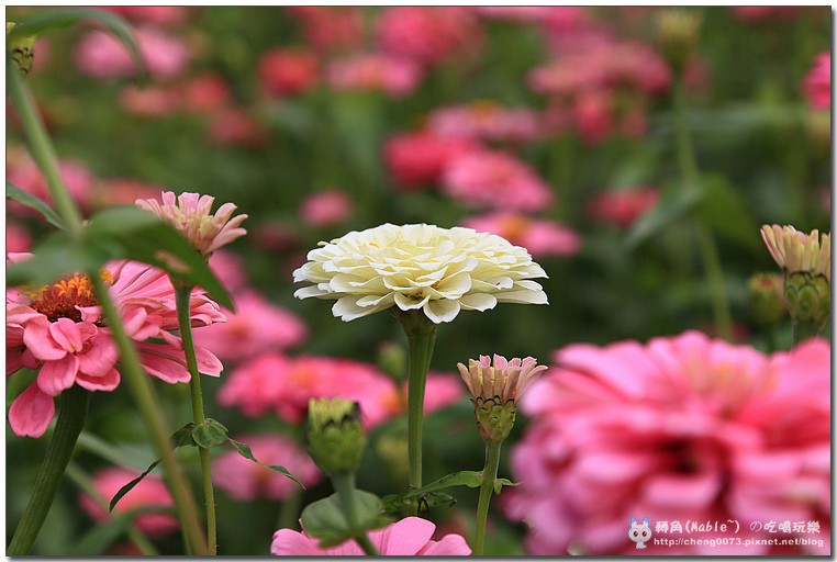 高雄景點┃橋頭花田喜事高雄:時效限定,逾時不候 (文末有橋頭必吃美食) - 第43張圖