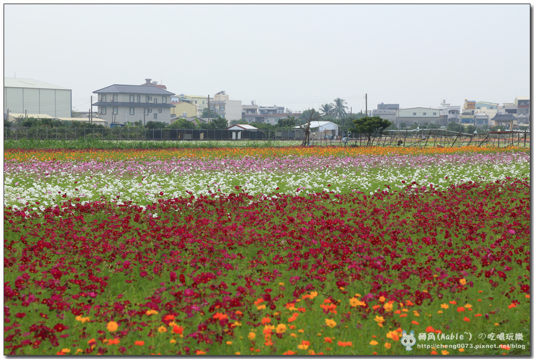 高雄景點┃橋頭花田喜事高雄:時效限定,逾時不候 (文末有橋頭必吃美食) - 第44張圖