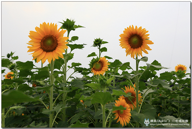 高雄景點┃橋頭花田喜事高雄:時效限定,逾時不候 (文末有橋頭必吃美食) - 第46張圖