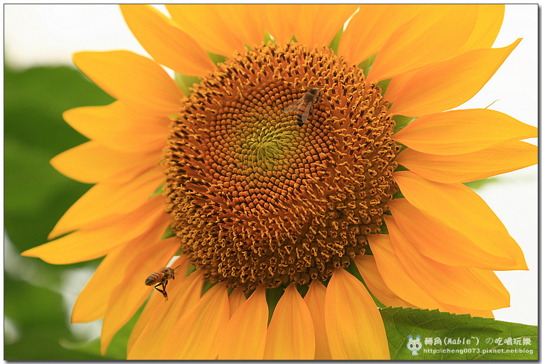 高雄景點┃橋頭花田喜事高雄:時效限定,逾時不候 (文末有橋頭必吃美食) - 第47張圖