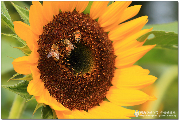 高雄景點┃橋頭花田喜事高雄:時效限定,逾時不候 (文末有橋頭必吃美食) - 第48張圖