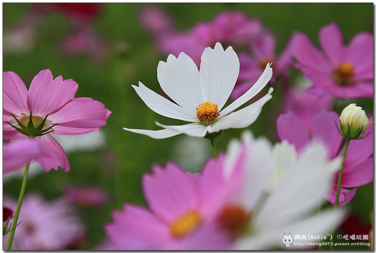 高雄景點┃橋頭花田喜事高雄:時效限定,逾時不候 (文末有橋頭必吃美食) - 第45張圖