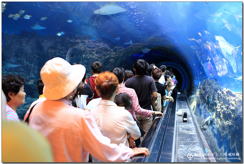 屏東景點┃國立海洋生物博物館:濃縮版海底世界 - 第25張圖