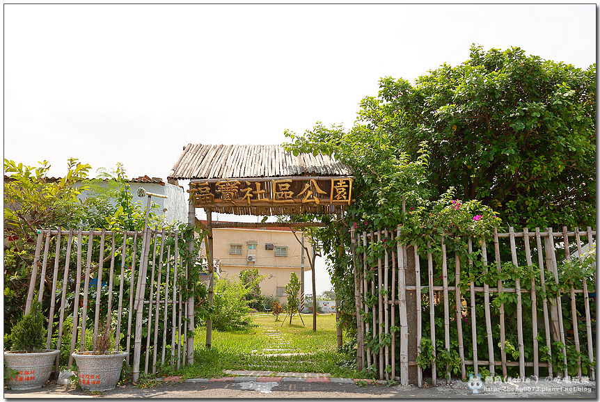 彰化景點┃乳牛彩繪村。福寶藍晒圖:重現藍晒圖風情 - 第4張圖