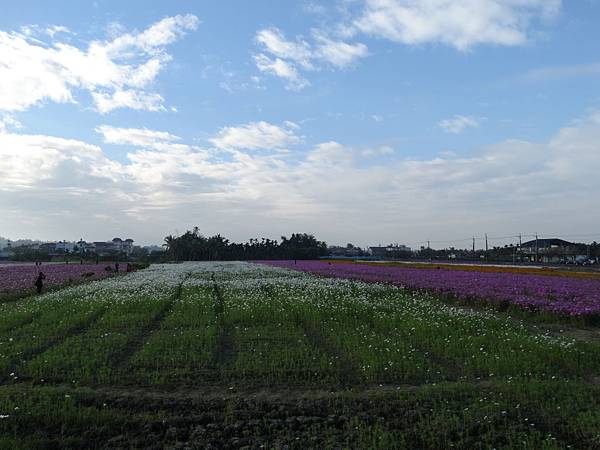 103-2-2-大年初三.美濃花田.晨7-8點