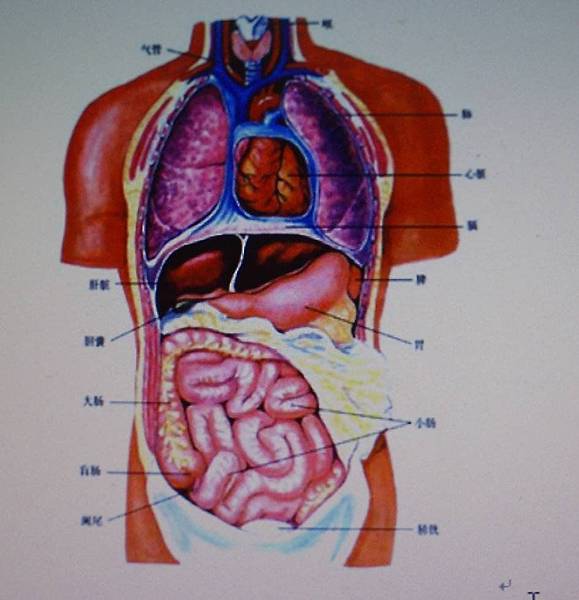 肺心肝膽脾胃圖 肺心肝膽脾胃圖