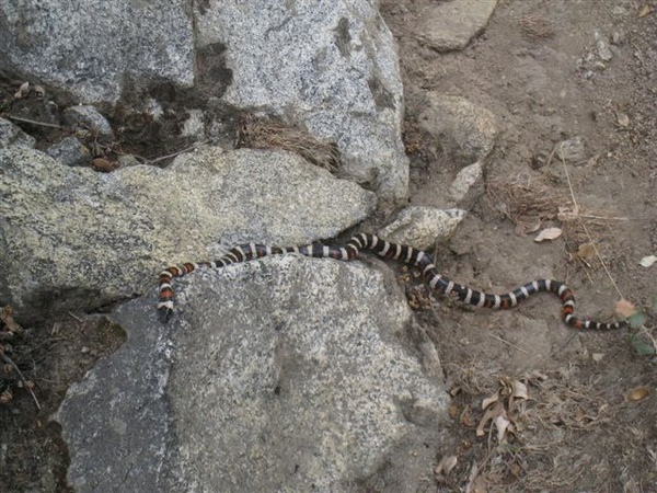 加州毒蛇就在旁邊 加州毒蛇就在旁邊