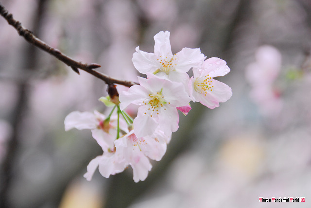 DSC_5113 DSC_5113
