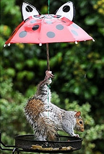 松鼠撐傘躲雨3.jpg