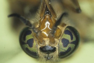 蝦瞳孔4.jpg