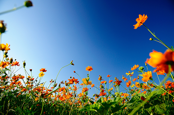 DSC_9614 DSC_9614