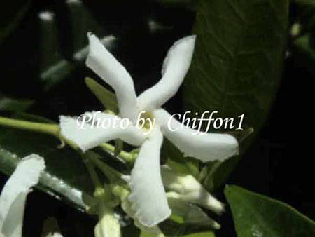 p茉莉花11 p茉莉花11