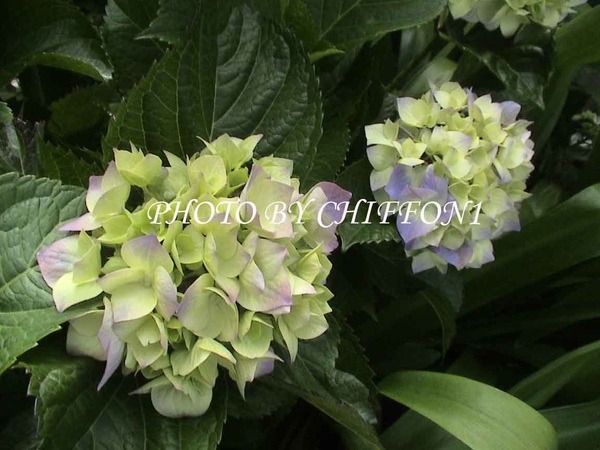 Hydrangea macrophylla6.jpg