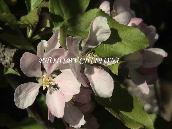 蘋果花5.JPG