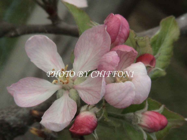 蘋果花2.JPG 蘋果花2.JPG