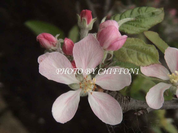 蘋果花3.JPG 蘋果花3.JPG