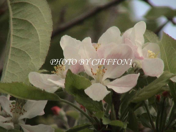 蘋果花4.JPG