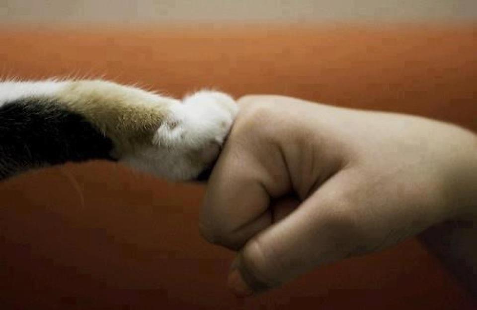 535973_294232700646824_191349070935188_662039_1268930622_n