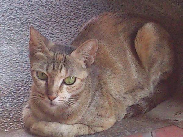 1280481_4753487333402_726758207_n