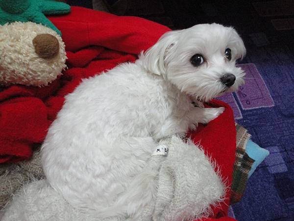 20140104拉拉脊椎痛