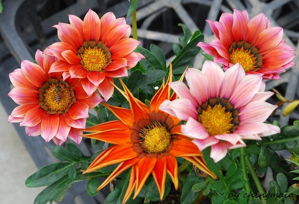 nEO_IMG_DSC_6916.jpg nEO_IMG_DSC_6916.jpg