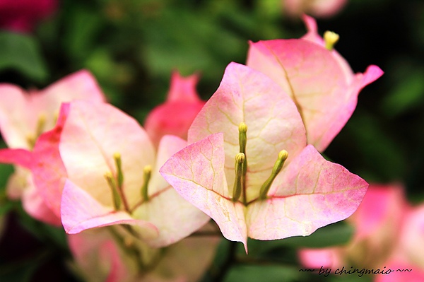 nEO_IMG_IMG_0944.jpg nEO_IMG_IMG_0944.jpg