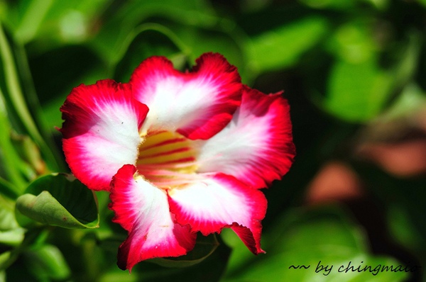 nEO_IMG_DSC_7815.jpg nEO_IMG_DSC_7815.jpg